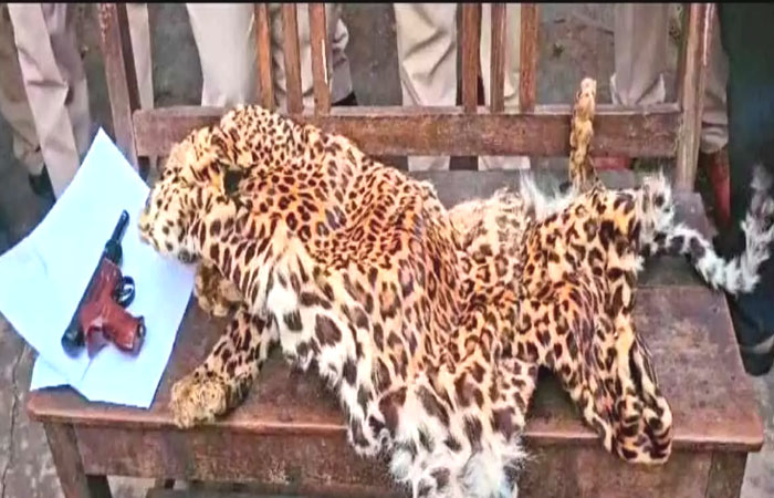 घर से तेंदुए की खाल बरामद, तलाशी के दौरान एक नग एयर पिस्टल व बुलेट का ढक्कन बरामद