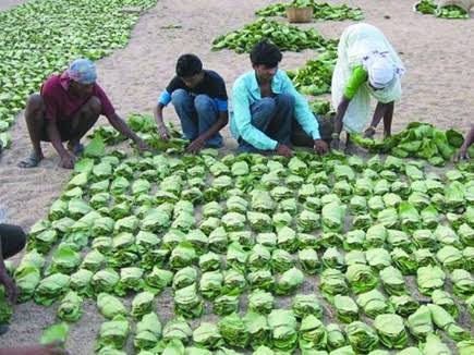 Chhattisgarh Big News : बीजापुर सुकमा और नारायणपुर जिले के तेंदूपत्ता संग्राहको को मिलेगा नगद भुगतान, आदेश जारी