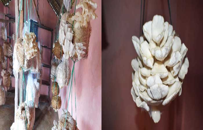 मशरूम फायदेमंद, लेकिन जहरीले मशरूम को खाने से बचें- डॉ. त्रिपाठी Mushrooms are beneficial