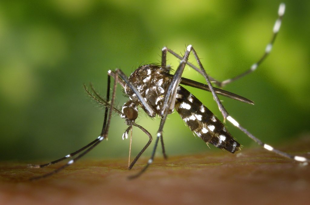 How to Get Rid of Mosquitoes : मानसून में डेंगू के मच्छरों से बचने के लिए अपनाये ये 5 तरीके