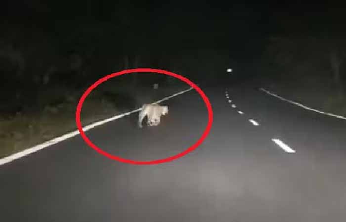 शहर के पास घूमता नजर आया तेंदुआ, तेंदुए के भय से दहशत में लोग, अब तक छह लोगों पर किया हमला Latest News in Kanker