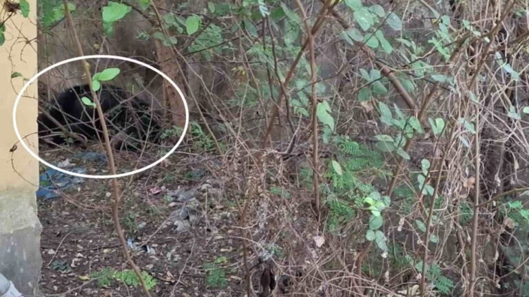 कांकेर जिला न्यायालय परिसर में दोबारा भालू की दस्तक से दहशत : वनकर्मी पर हमला कर किया घायल, लगातार बढ़ रहे जंगली जानवरों के आतंक से लोग भयभीत