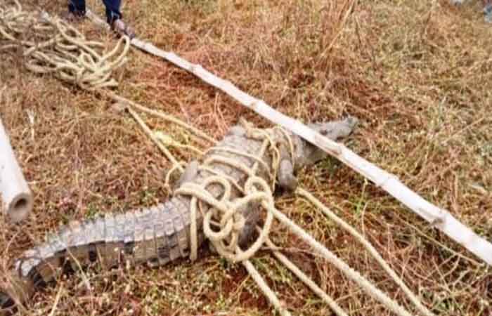 कोरबा में बाघ के बाद आया मगरमच्छ, पूरे गांव में फैली सनसनी, खुद ग्रामीणों ने किया रेस्क्यू Korba News CG