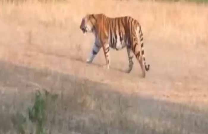 CG NEWS: गौरेला शहर के आसपास नजर आई बाघिन, मोबाइल में कैद हुई फोटो, इलाके में मुनादी Tigress seen around Gaurela city