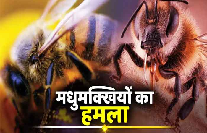स्कूल में मधुमक्खियों का हमला: कई छात्र-छात्राएं घायल, अस्पताल में भर्ती Gariaband Breaking News