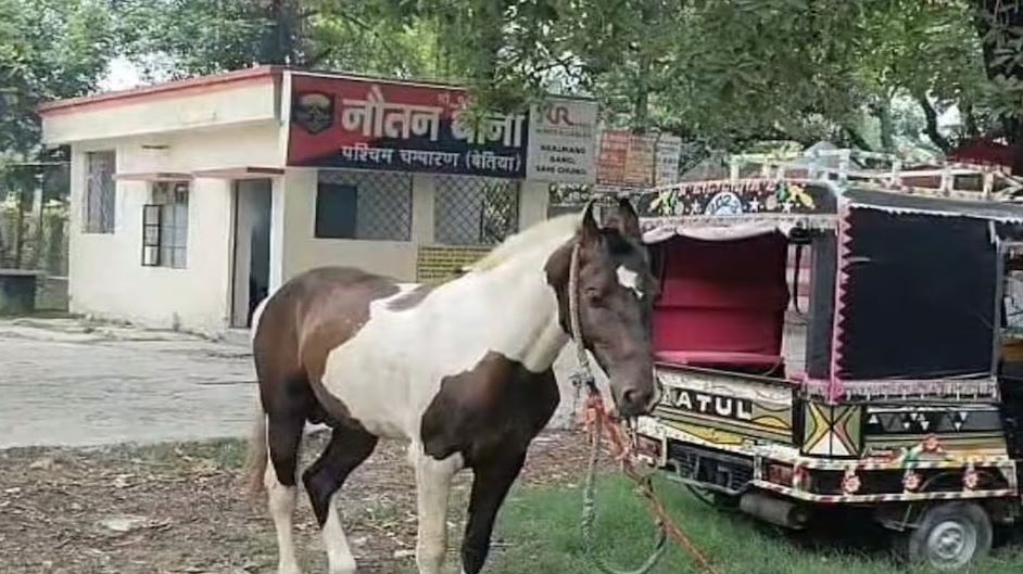 घोड़े को ‘मुलजिम’ बनाकर थाने ले आई पुलिस, पीठ पर लदी मिली थी शराब