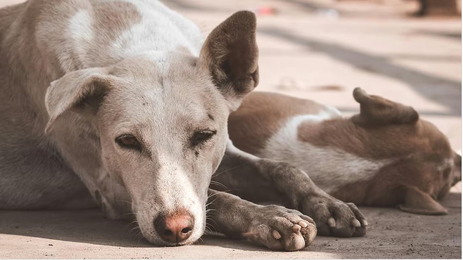 इंसानियत शर्मसार: 10 से ज्यादा बेजुबान कुत्तों को जहर देकर मारने की कोशिश, 4 की मौत