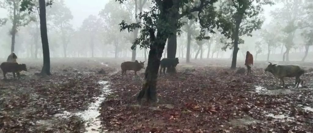 ऑपरेशन शंखनाद के तहत गौ-तस्करी का पर्दाफाश, 9 गौ-वंशों को छुड़ाया गया