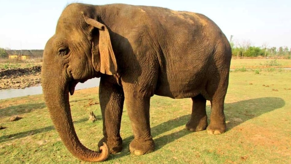 पन्ना टाइगर रिजर्व की शान हथिनी वत्सला का निधन ,100 वर्ष की उम्र में ली अंतिम सांस
