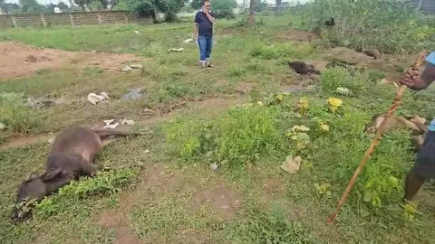 रायपुर: संकरी गांव में 16 पशुओं की संदिग्ध मौत से हड़कंप, जहरीला पानी पीने की आशंका, फैक्ट्री पर सवाल