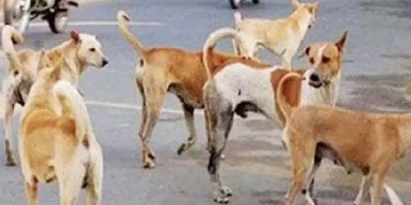 रायपुर में आवारा कुत्तों का आतंक: दो साल की बच्ची पर हमला, हालत गंभीर