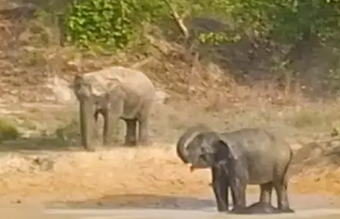 दलदल में फंसा हाथी शावक, मां रातभर बचाने की कोशिश करती रही… रायगढ़ में फिर गई एक मासूम जान