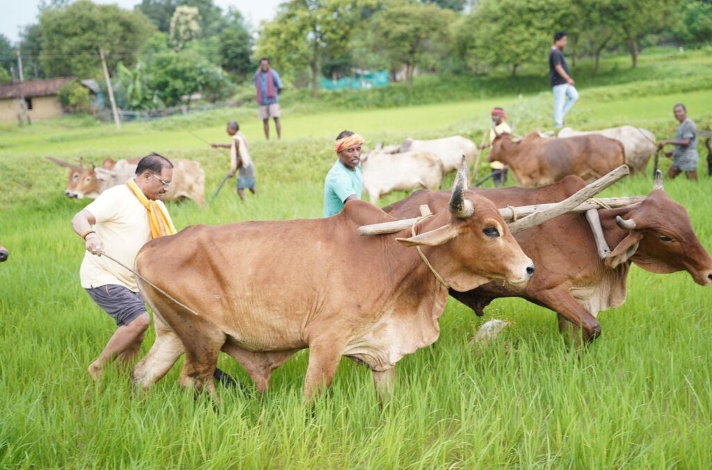गृहग्राम बगिया में सुबह-सुबह खेत पहुंचे मुख्यमंत्री, बैलों के साथ हल चलाकर की बियासी, कहा-